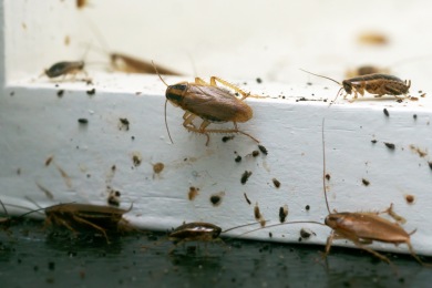 cafards blattes Se débarrasser des cafards et blattes à Juvignac